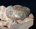 Illaenus sarsi JAANUSSON 1954 - Bild © FossNet FossilienStore